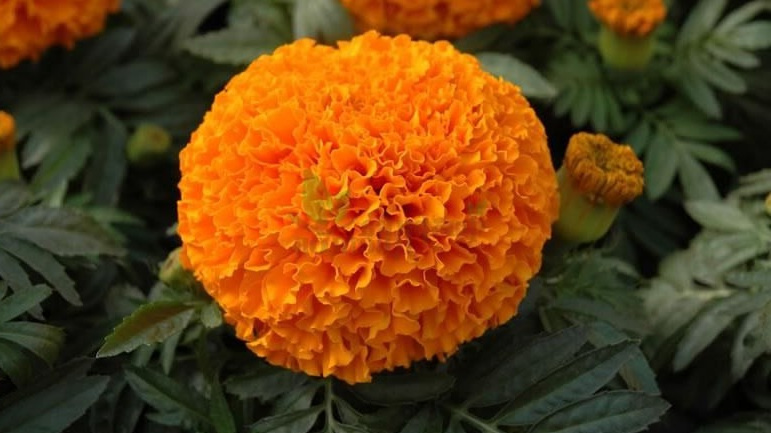 Мои бархатцы через полтора месяца после высадки. 