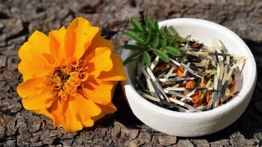 Выращиваю крупные бархатцы из своих семян