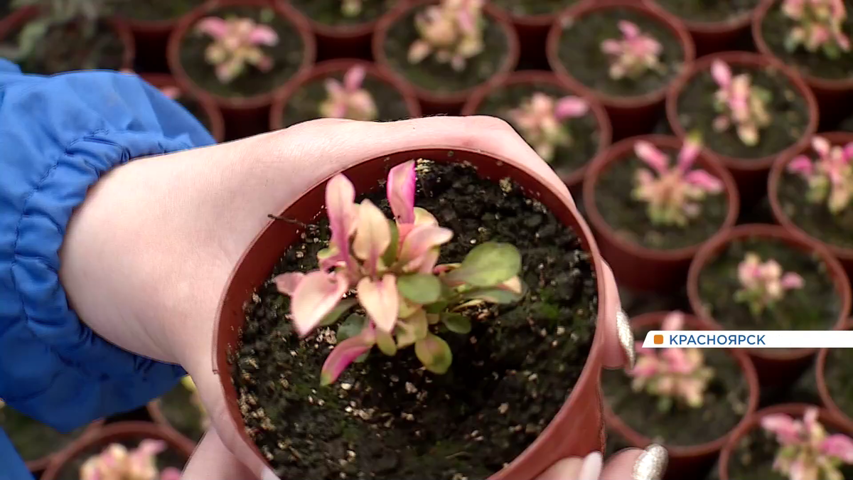     400 тысяч цветов украсят летом улицы Красноярска