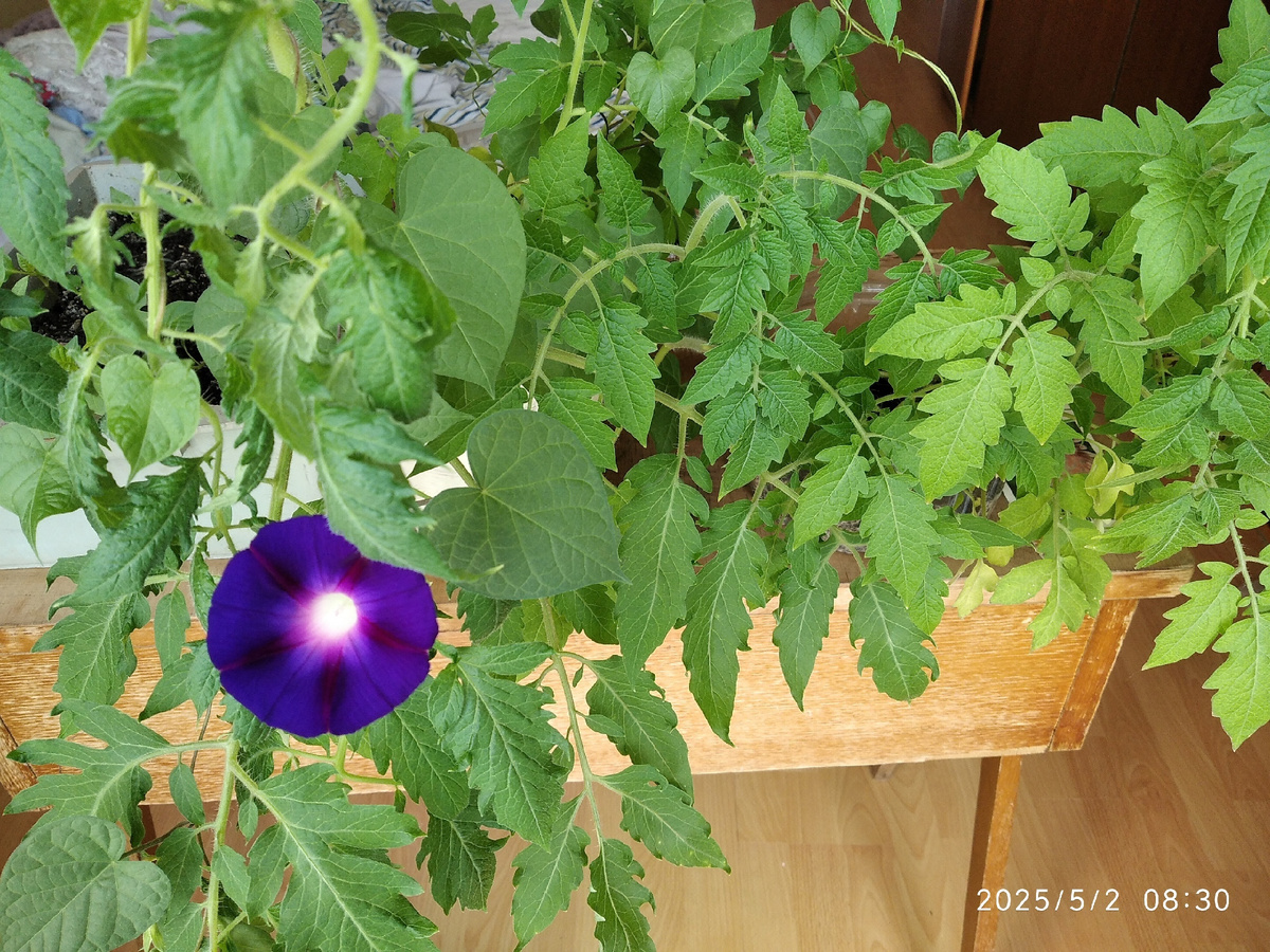 На самом деле это ипомея так выросла, что в помидорах решила цвести