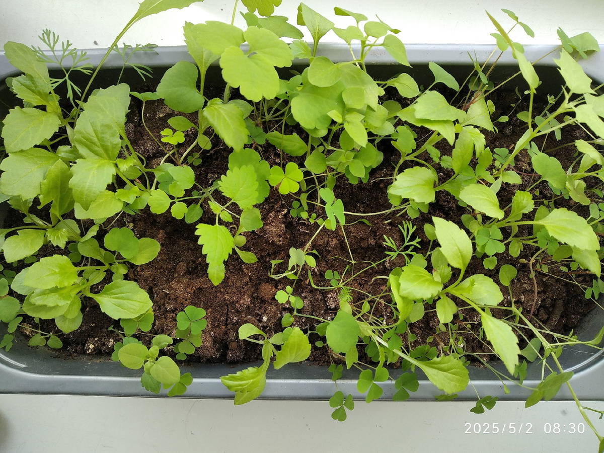 Рассада астр