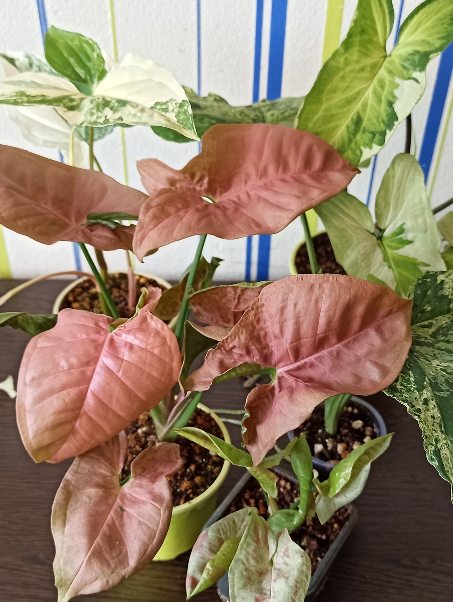 Сингониумы в моей коллекции 