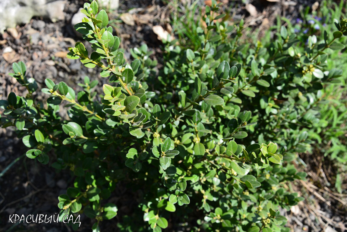 Один из моих самшитов