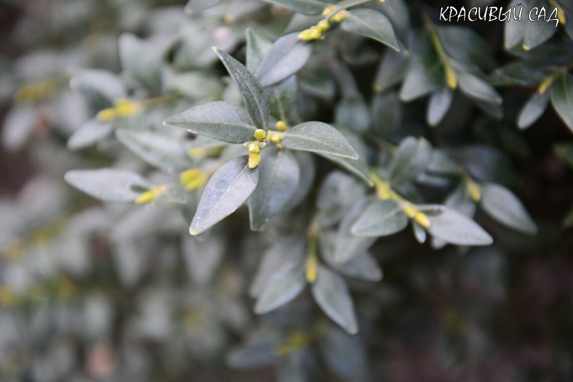 Цветочные почки на моём самшите другого сорта. Фото 24 мартм 2025 года