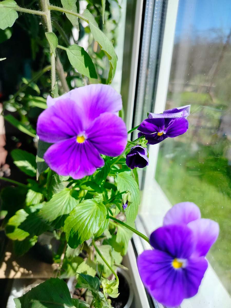 Виола на подоконнике