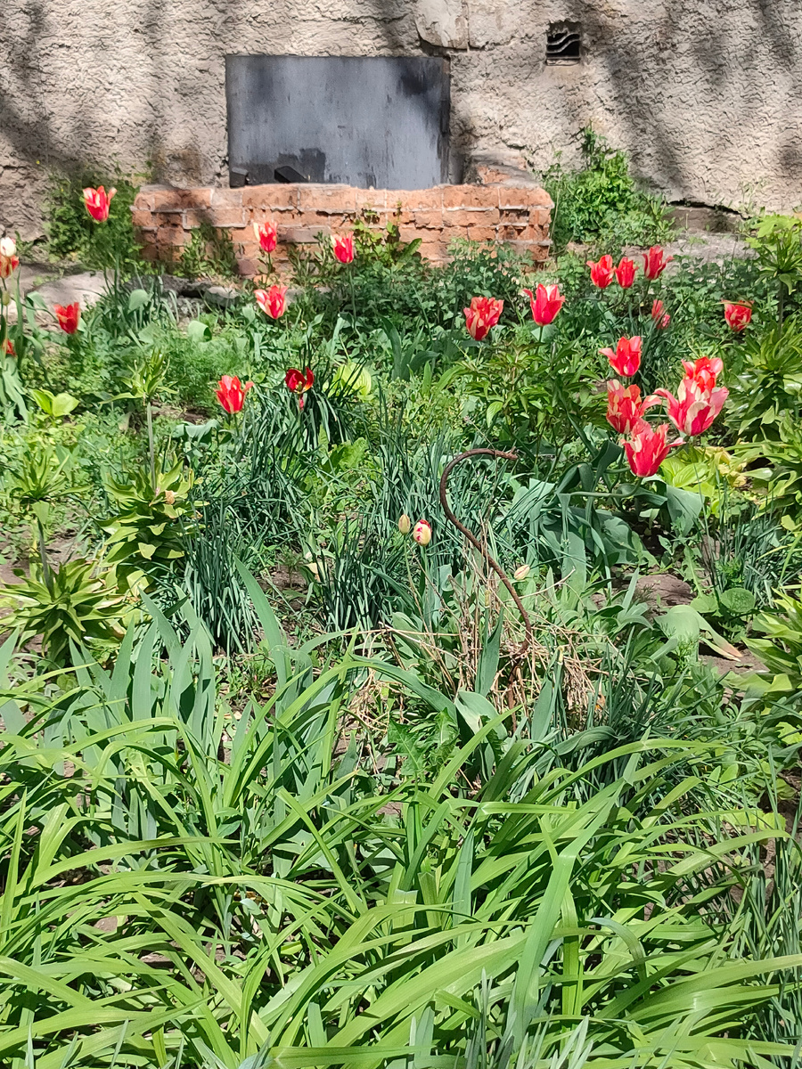 Клумба, но наша