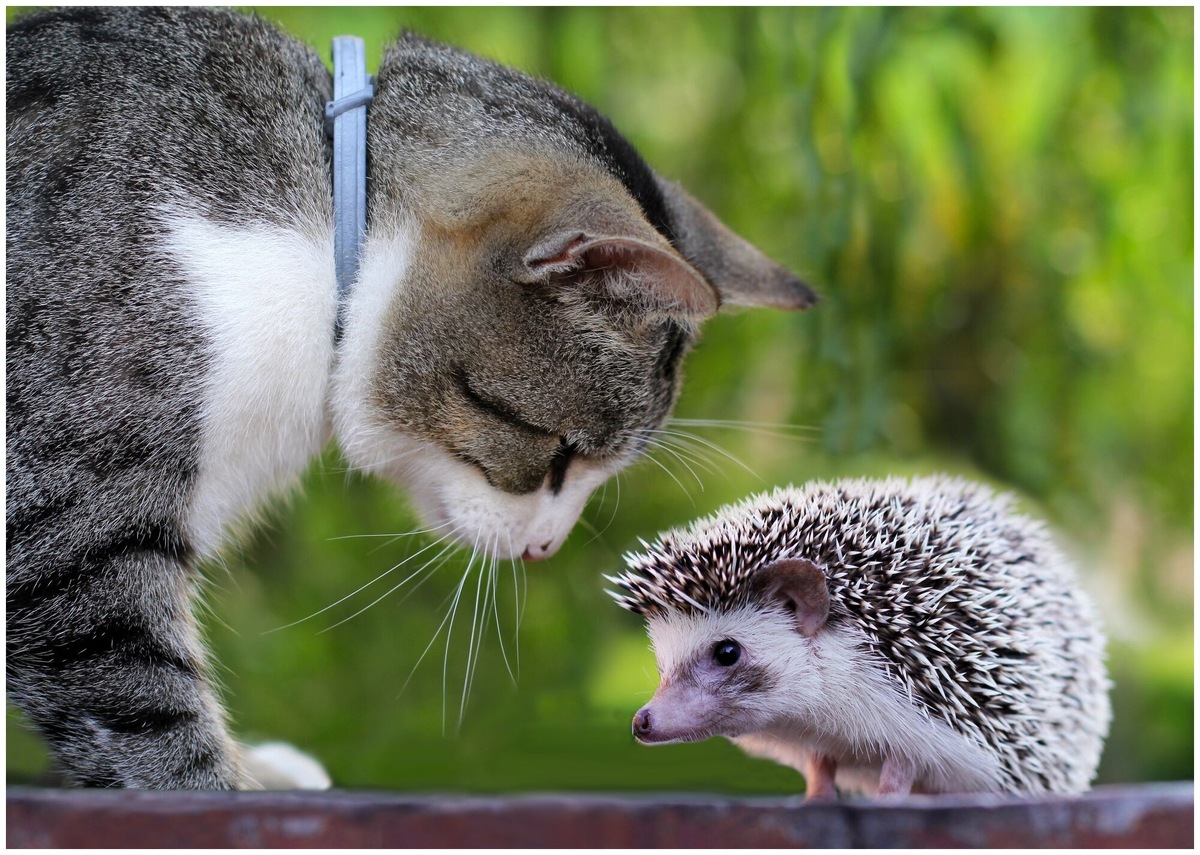 Фото из Интернета.