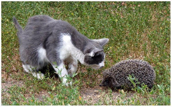 Фото из Интернета.