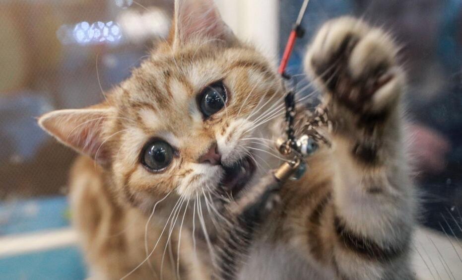    Сергей Булкин/NEWS.ru