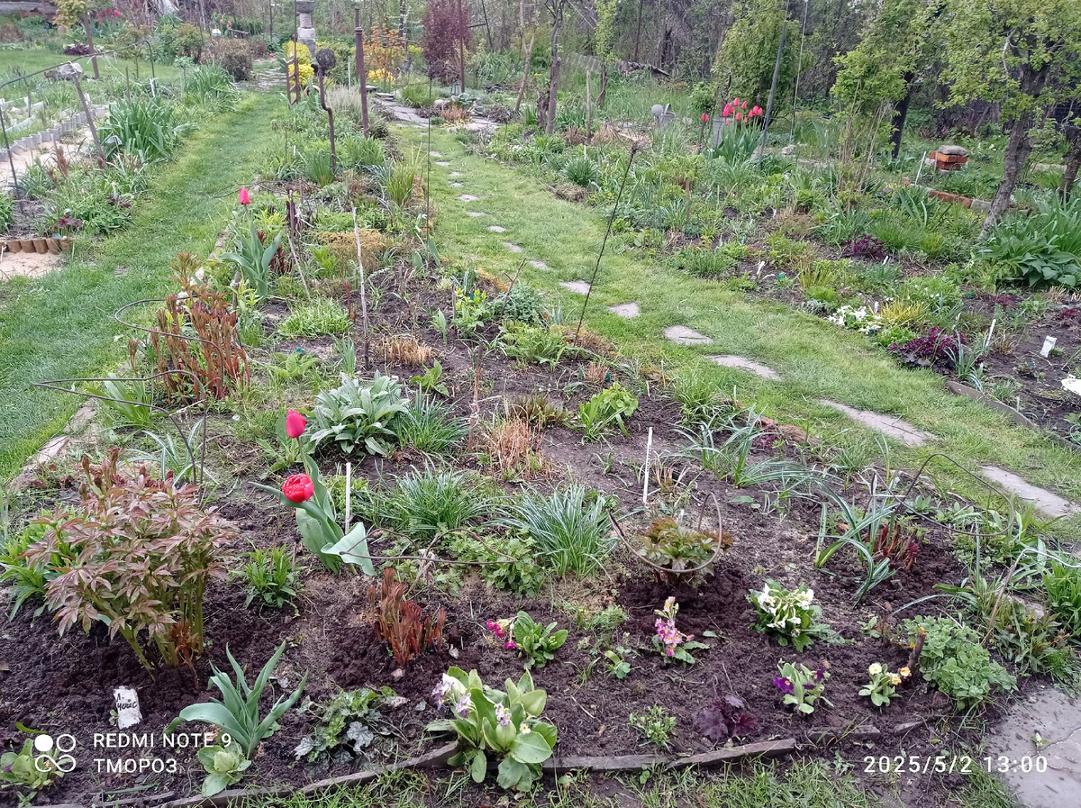 цветник в начале маая