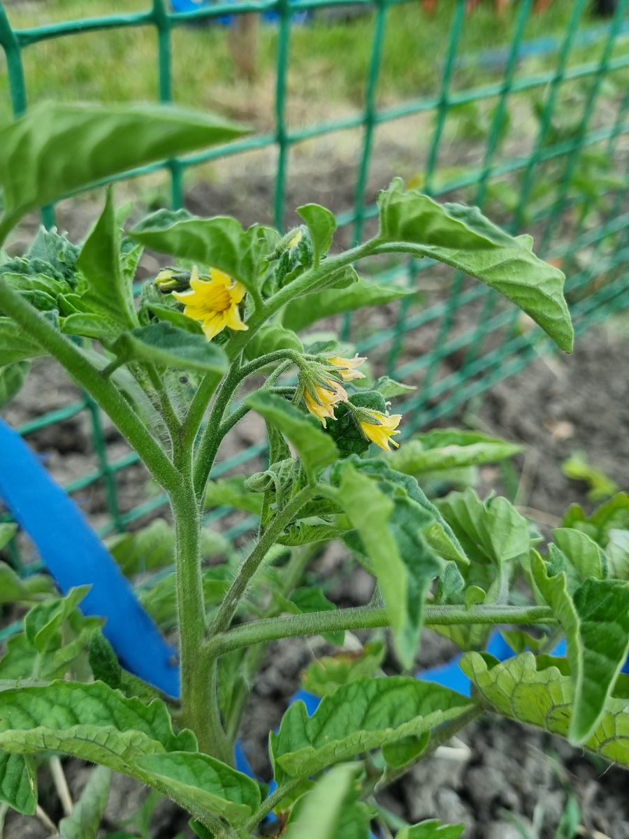 Подвязала пока хб лентой, но это плохая идея. Перевяжу потом нейлоновой ниткой