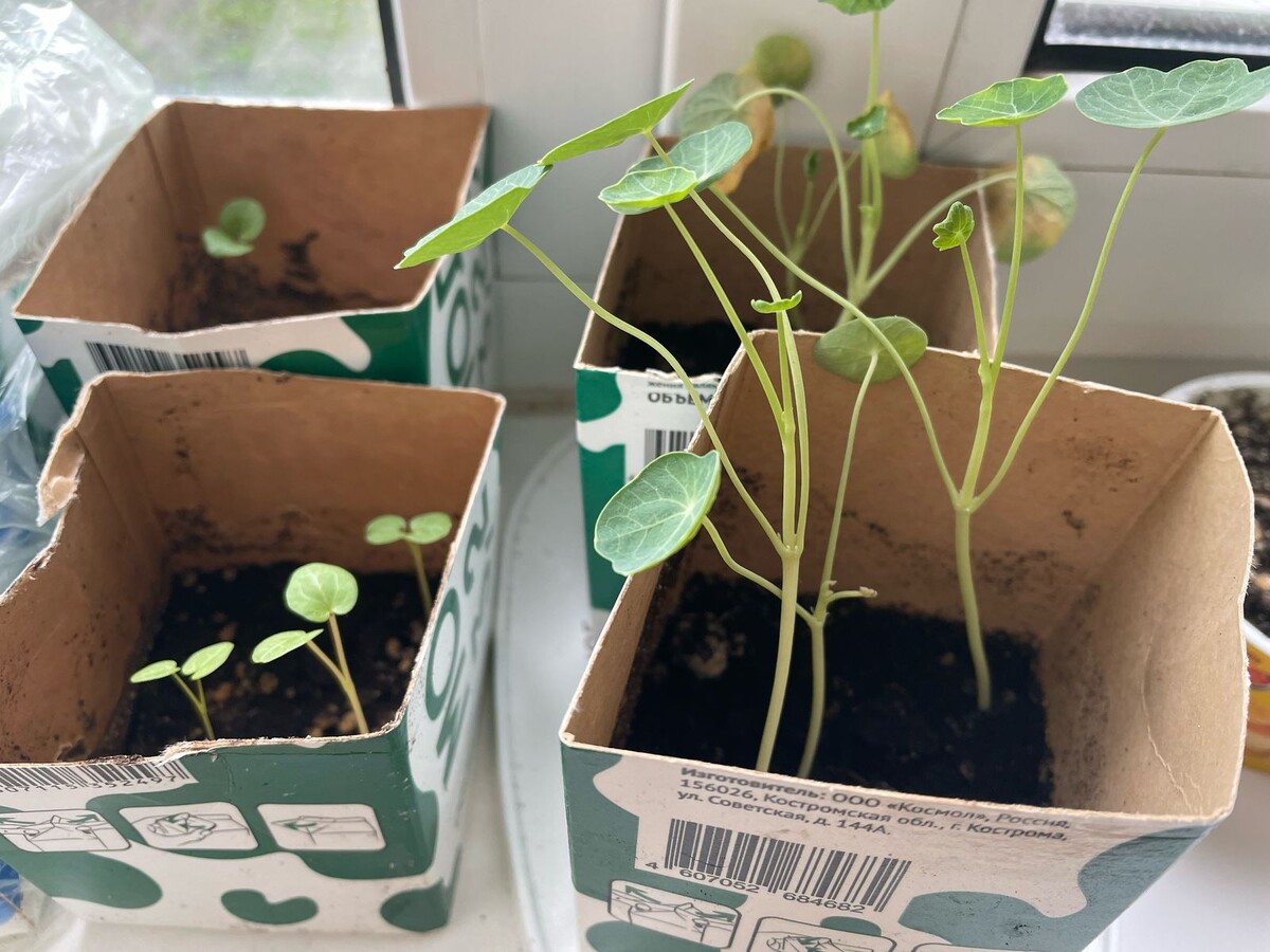 Рассада цветов. Фото автора