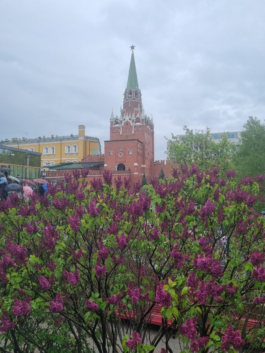 Первомайская сирень. Александровский сад.