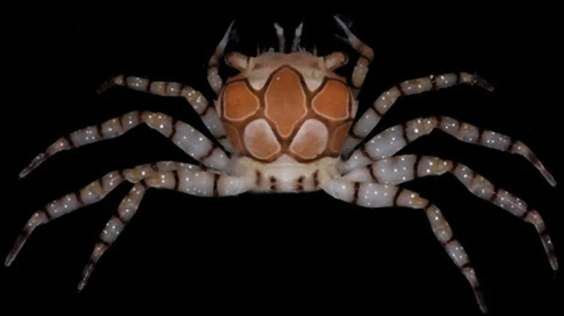 Краб-боксер без актиний. Видно, что развитых и сильных клешей у краба нет.