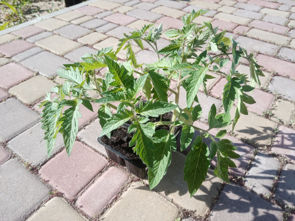 Фото автора. Томаты великаны, посаженные 20 марта. Гибрид Герман F1.