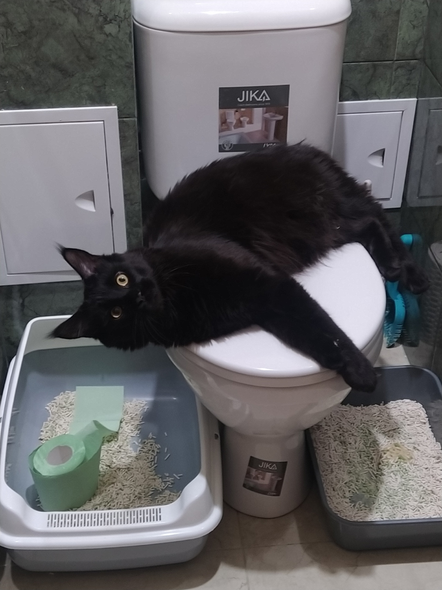 Черный мейн-кун