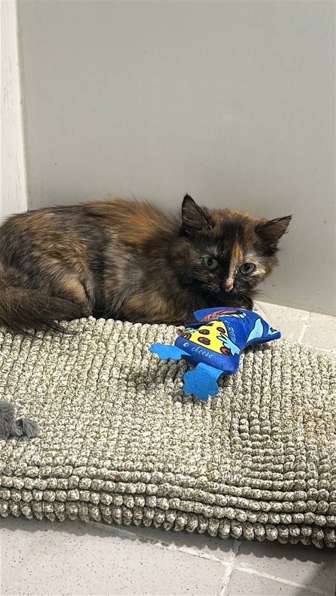 Чопа ещё не совсем уверена, что люди достойны её доверия, но кажется не обижают.