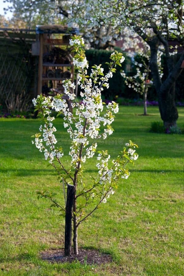 Фото из интернета, но примерно такое, только цветов поменьше.