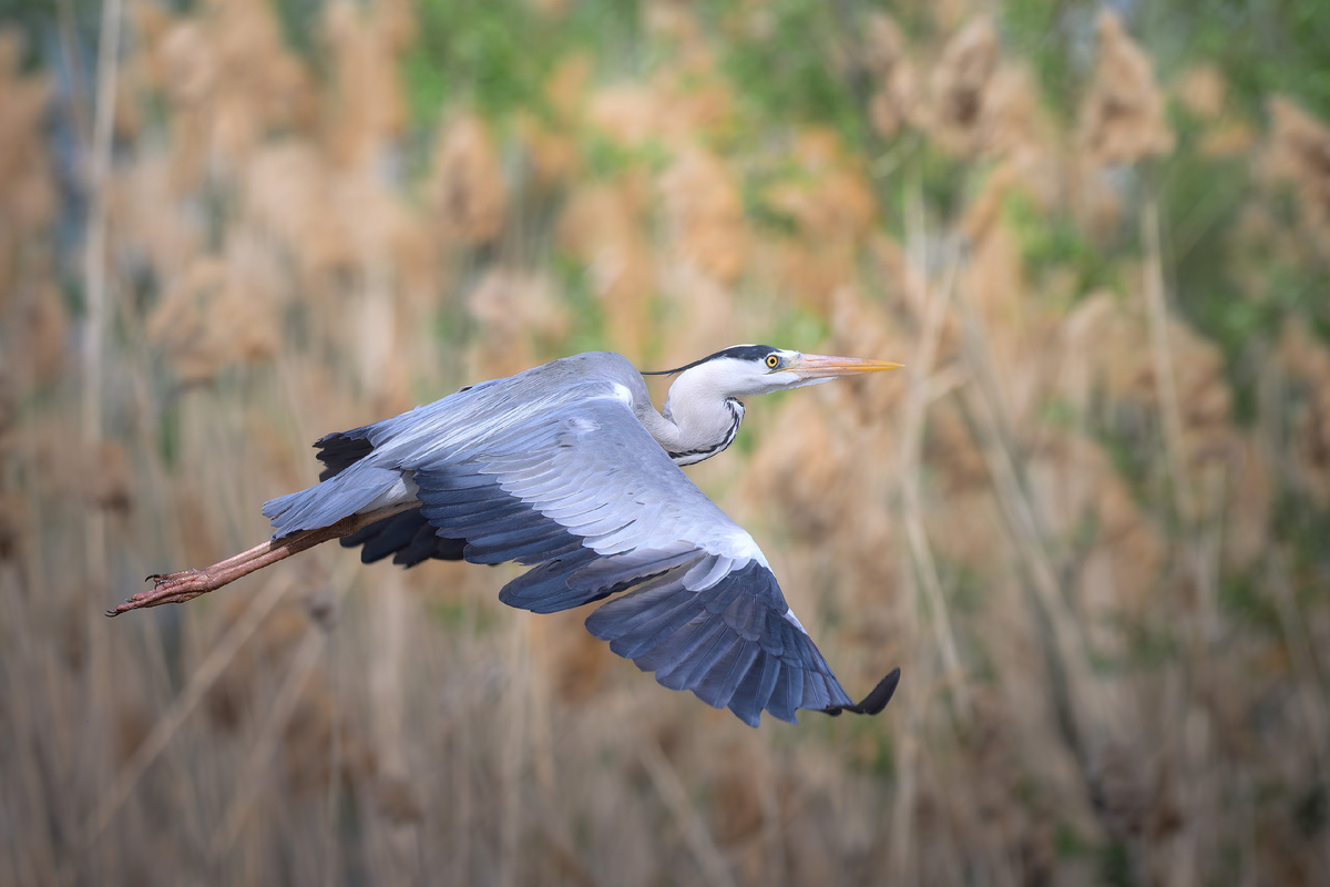 Типичный представитель раскатов - серая цапля