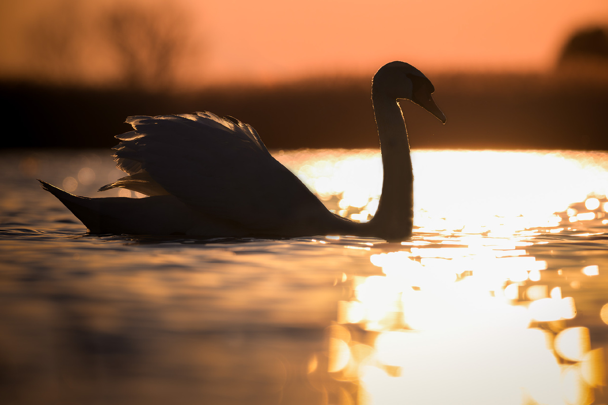 Когда солнце тонет в лебедином озере