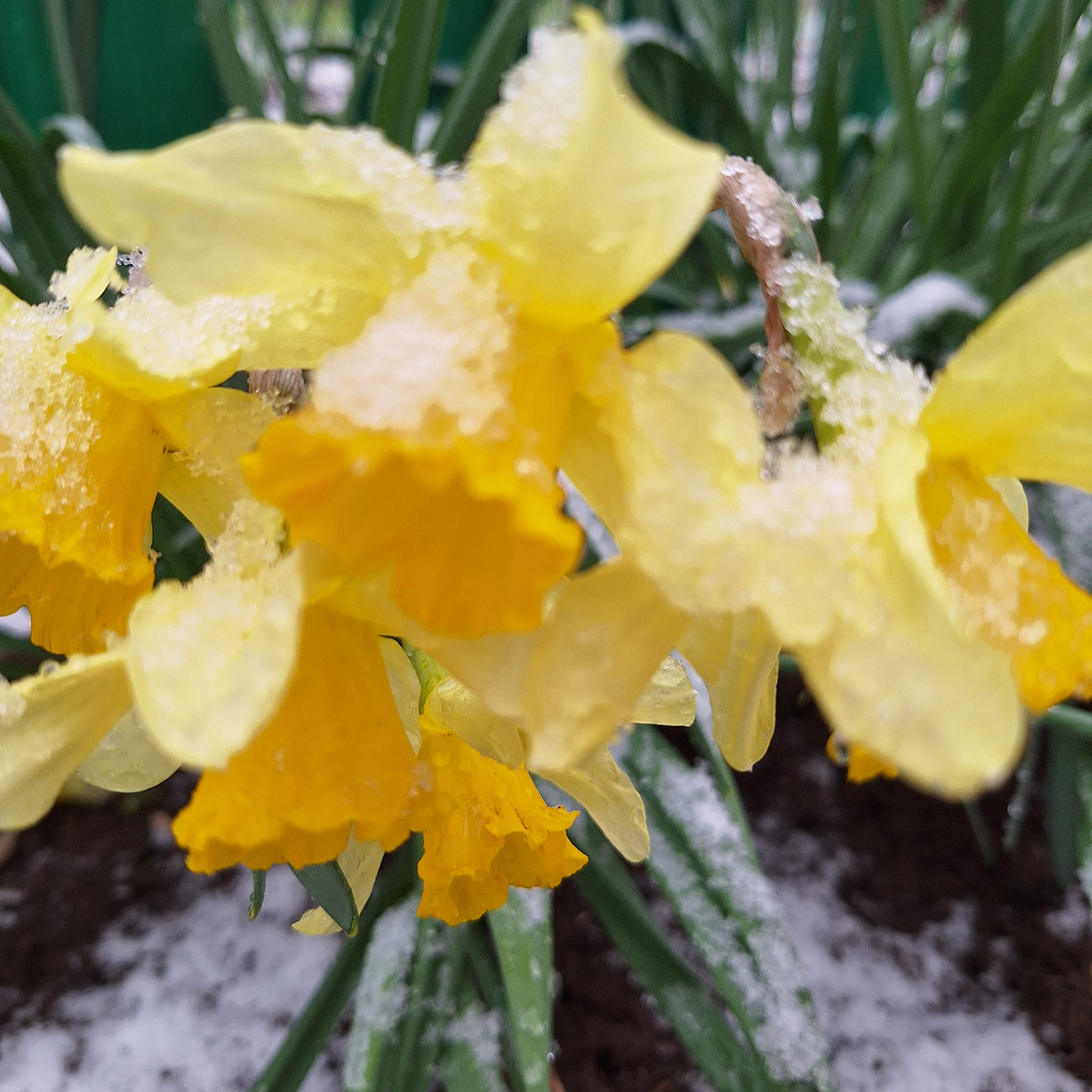 Нарциссы в снегу