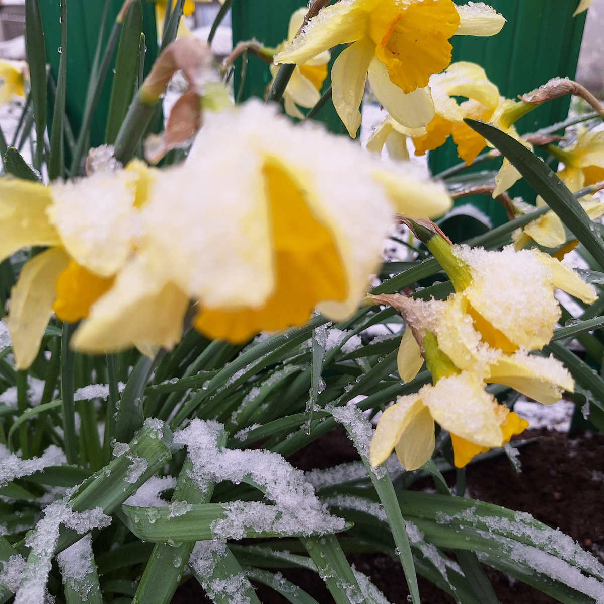 Нарциссы в снегу