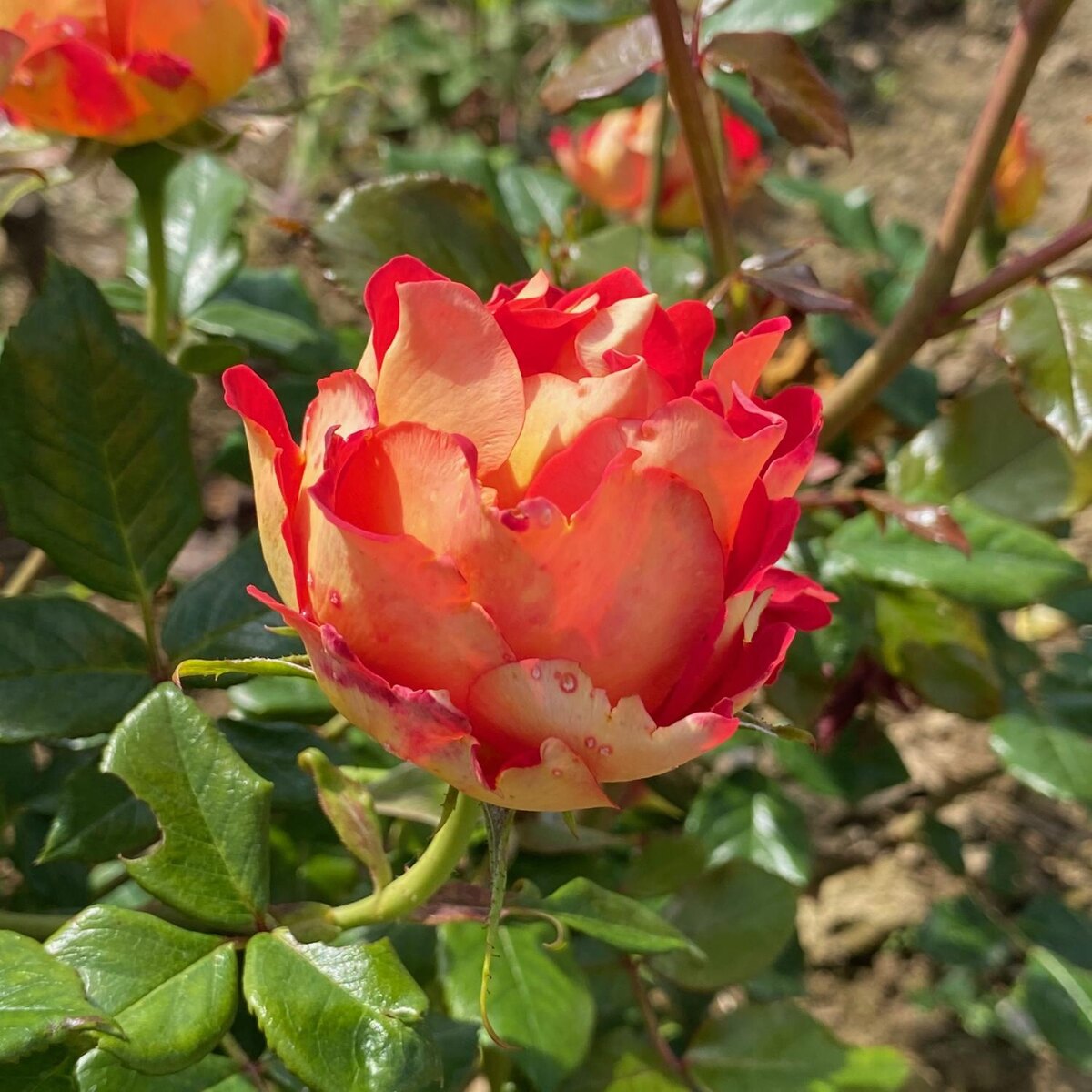 Фото Les Roses de la côte d'Emeraude