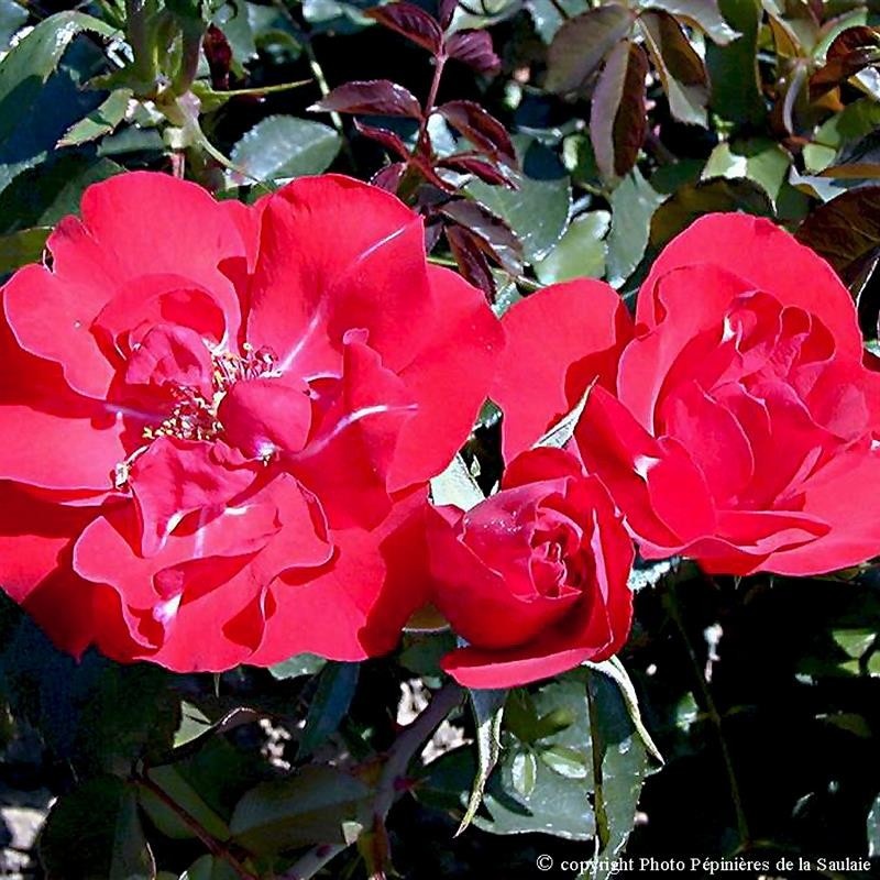 Фото Pépinières de la Saula