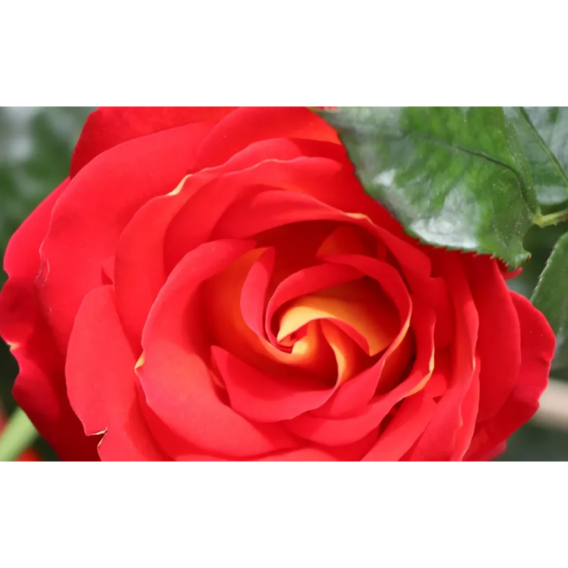 Фото Rosiers René Barth