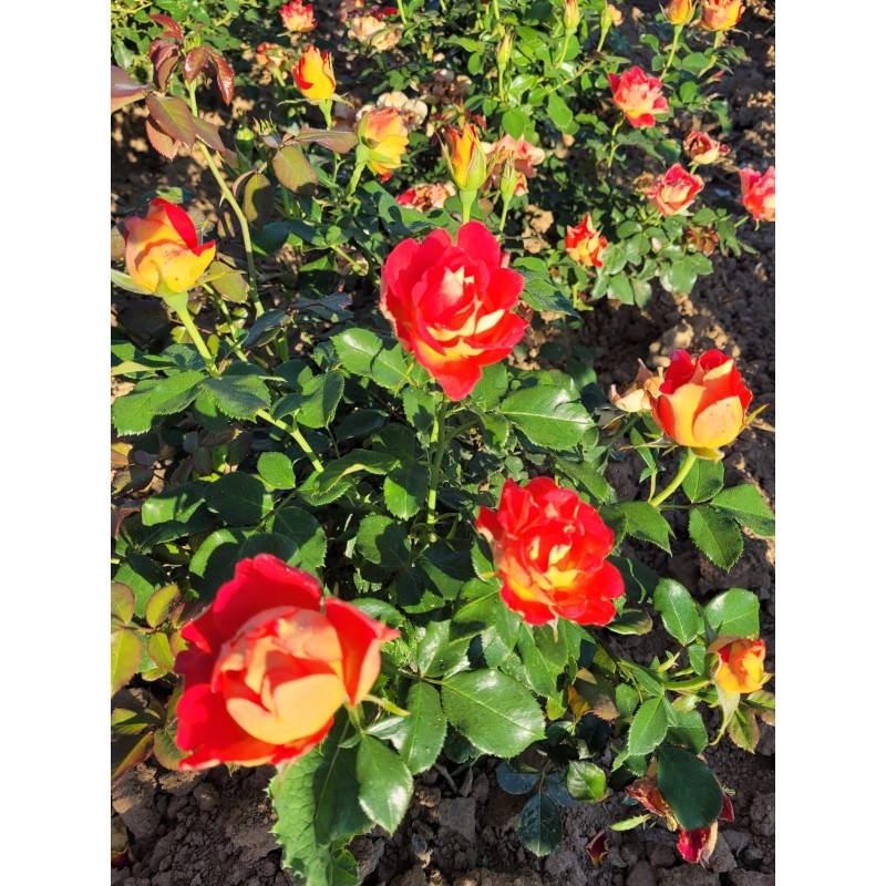 Фото Rosiers René Barth