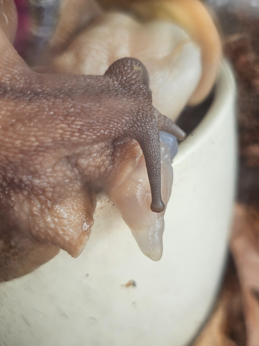 1. Архахатина, возраст 2 года 10 месяцев. У её сестры-ровесницы ничего такого не происходит