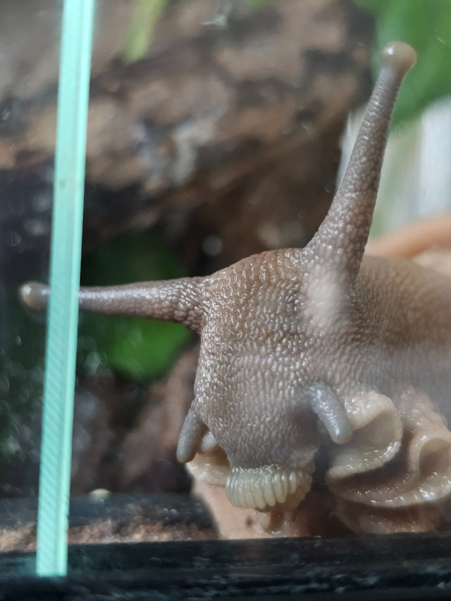 2. Мы не знаем, насколько для улитки это становится проблемой, но она как-то справляется. Явление частое, с ним знакомы многие киперы