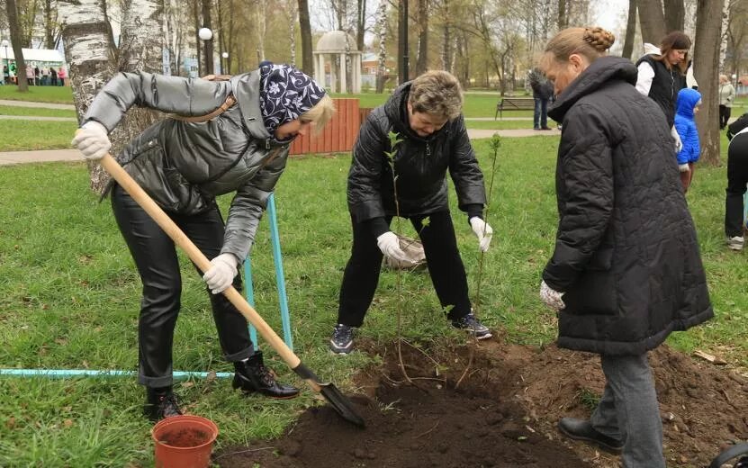    В Ижевске продолжают высаживать Аллеи героев в память о погибших участниках СВО