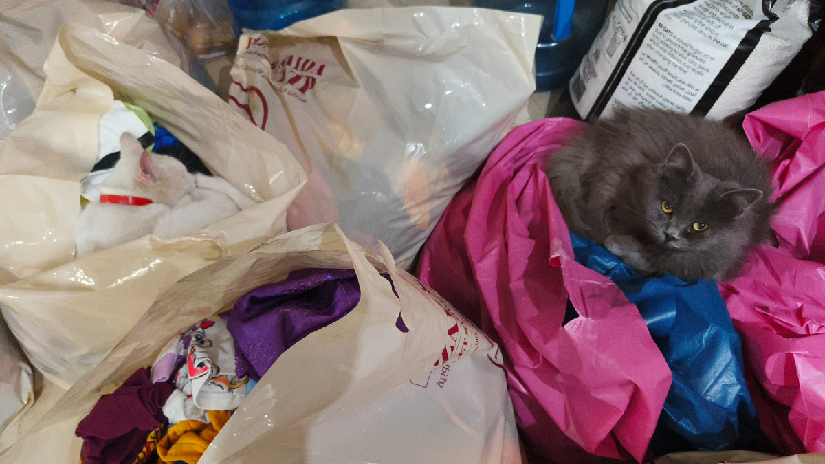 найди белого кота