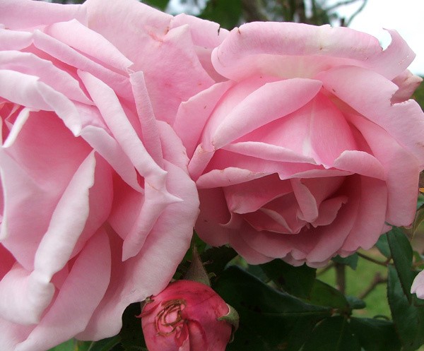 роза Madame Carjline Testout