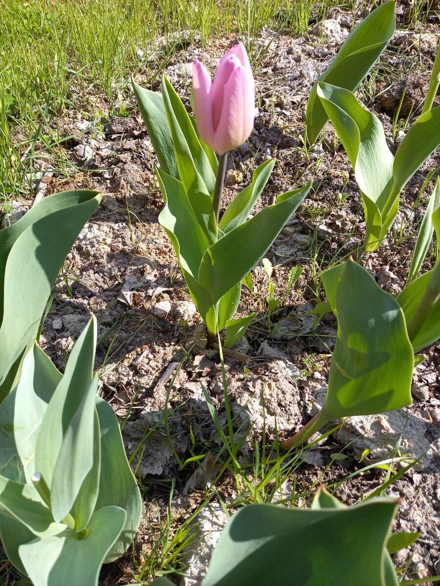 Тюльпаны. Начало весны