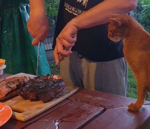 Котикам и собачкам шашлык не положен. Но они не знают об этом и настаивают!