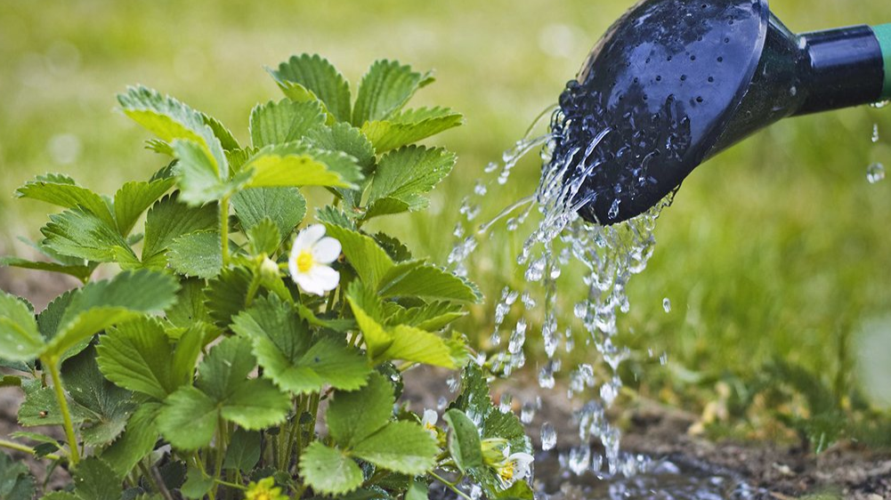 полив куста клубники