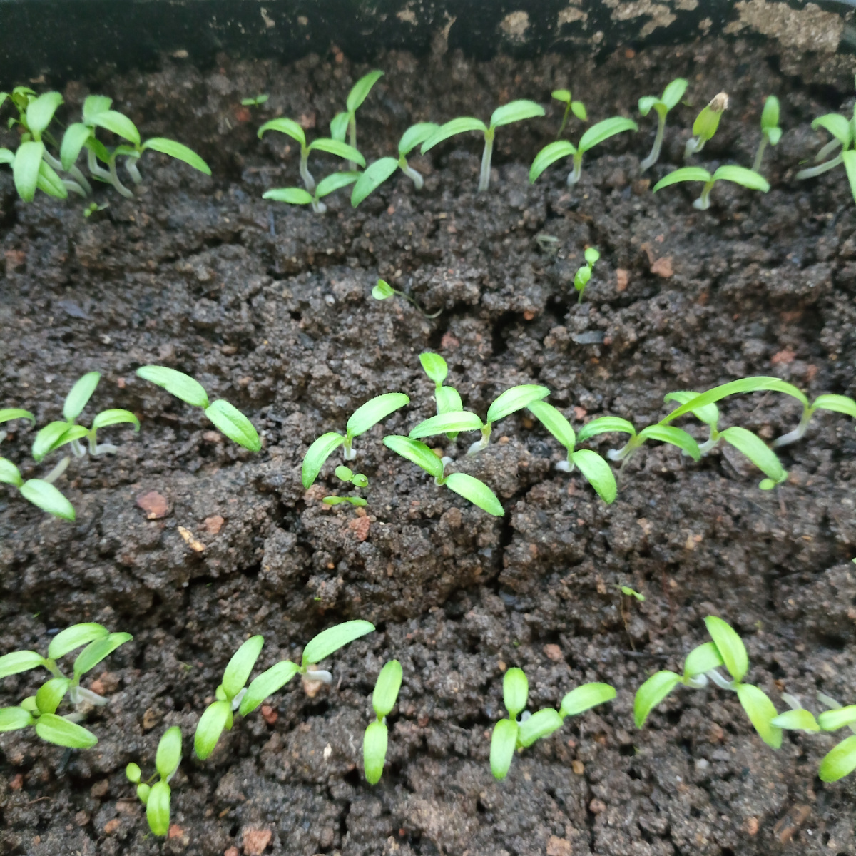 рассада помидор