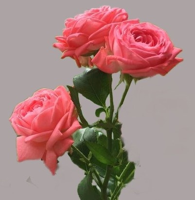 Роза Барбадос