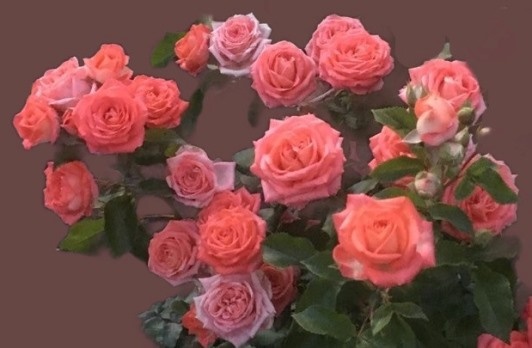 Роза Барбадос