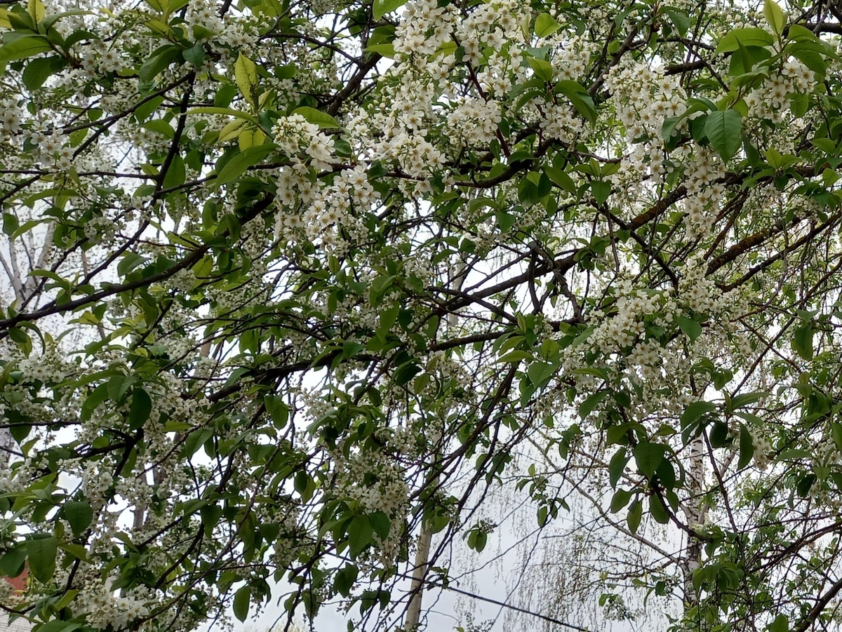 Цветущая черемуха. Фото автора 02.05.2025.