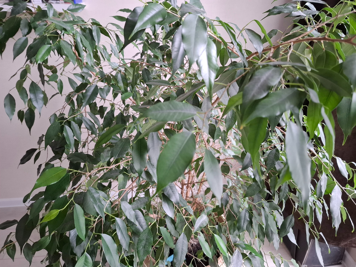 Это фикус бенжамина,  такое дерево вымахало. Просто немного украсить статью хочу))