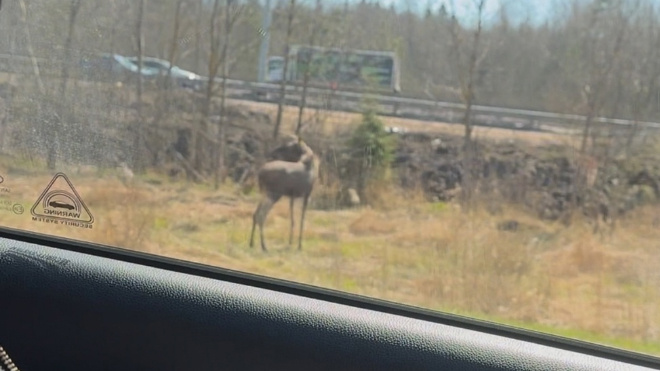 Фото: ДТП и ЧП | Санкт-Петербург | Питер Онлайн | СПб