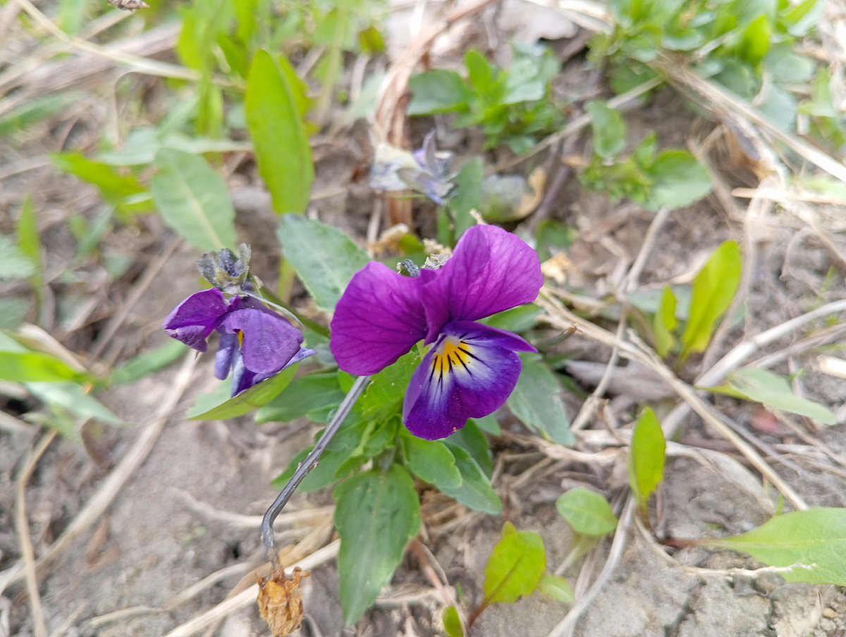 Первые цветы))) 