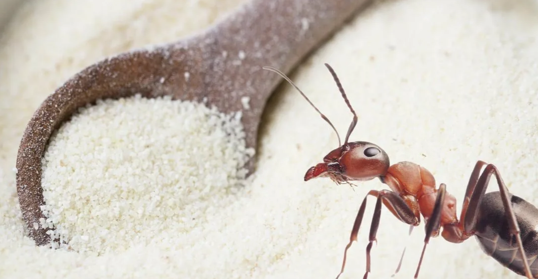 мураьи и манка