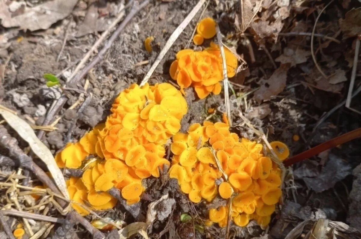    Тульские специалисты наблюдают за «аммиачными» грибами