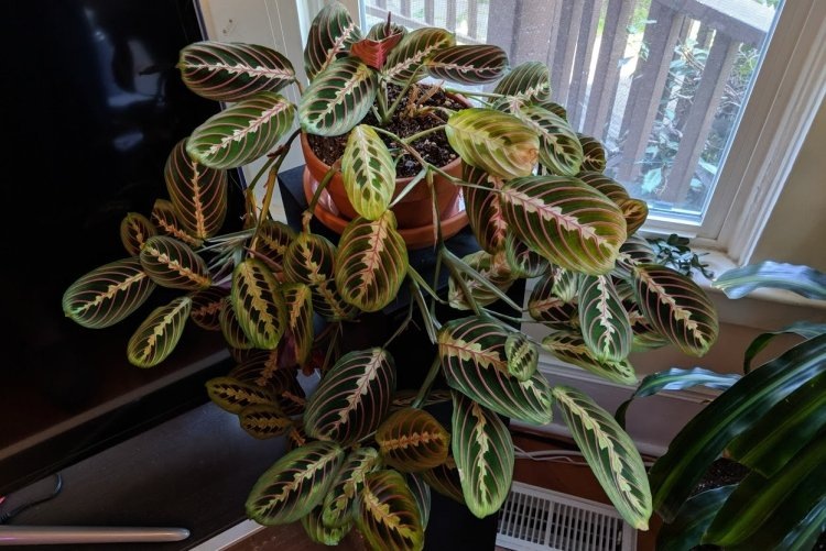 Яндекс картинки.