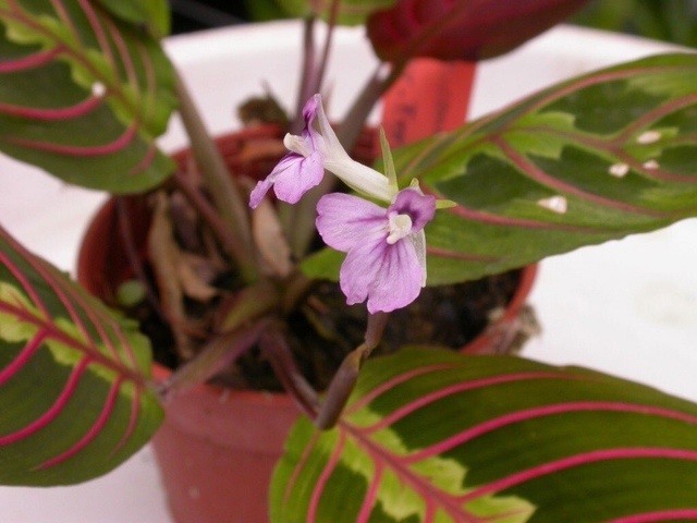 Яндекс картинки.