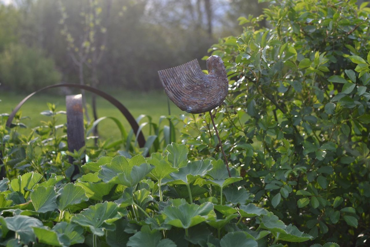 Справа - роза Балерина после окончательного снятия зимнего укрытия в моем саду